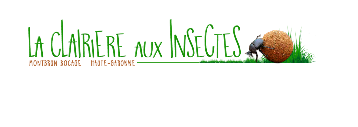 La clairière aux Insectes